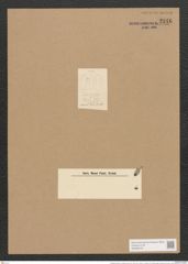 Berkeleya rutilans var. drillwynii (Ag.) Grun. (de-Toni-Nr.: Genus 21, Species 1218) Zeichnungen Sammlung Grunow Nr. 2346 (NHMW-BOT-W0369476)